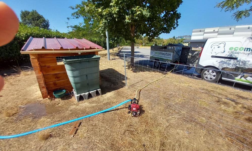 canicule ecopaturage