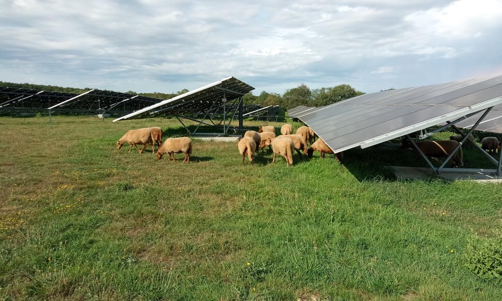 agrivoltaisme-ecopaturage