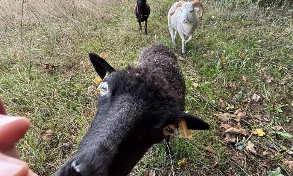 ecopaturage saison ecomouton