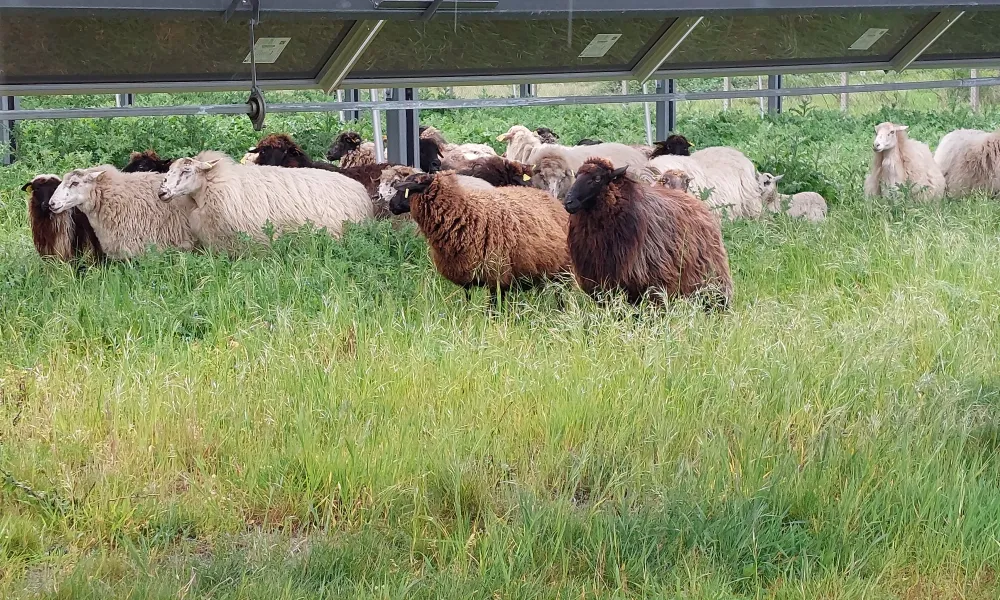 mouton landais