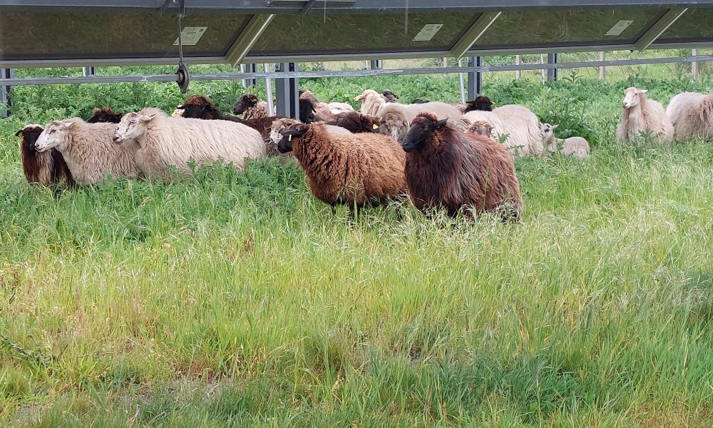 mouton landais