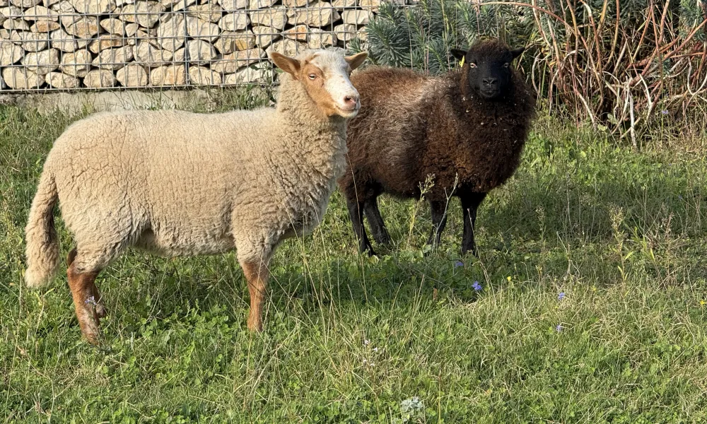 paca