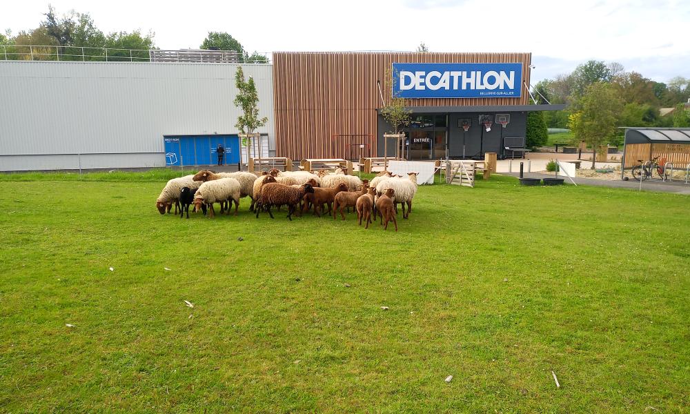 decathlon ecopaturage ecomouton