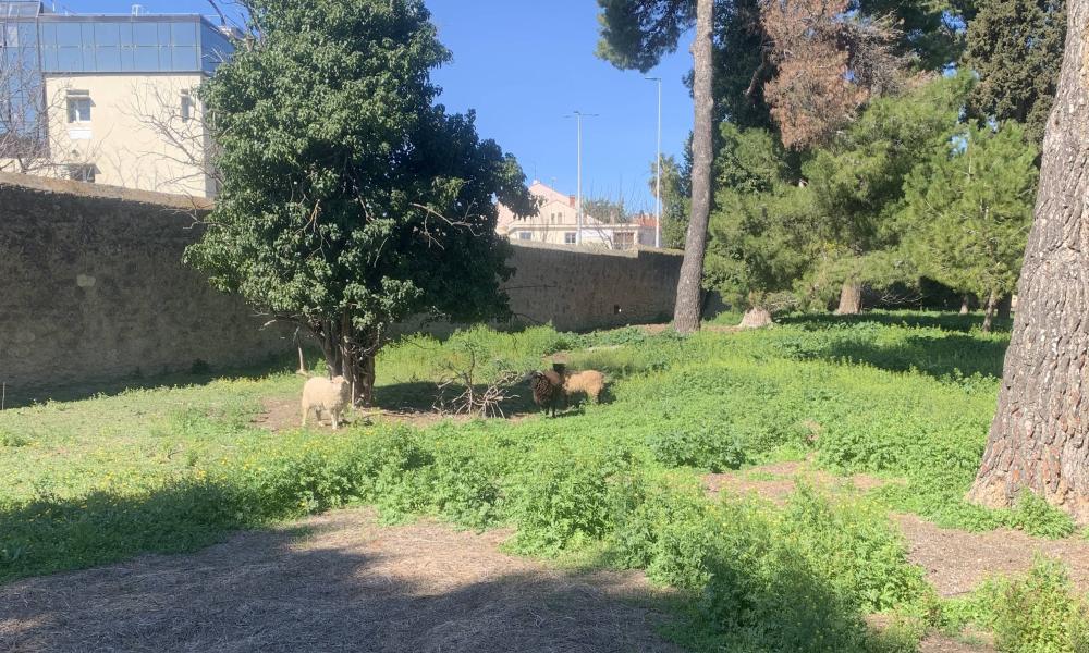 ecopaturage chu béziers