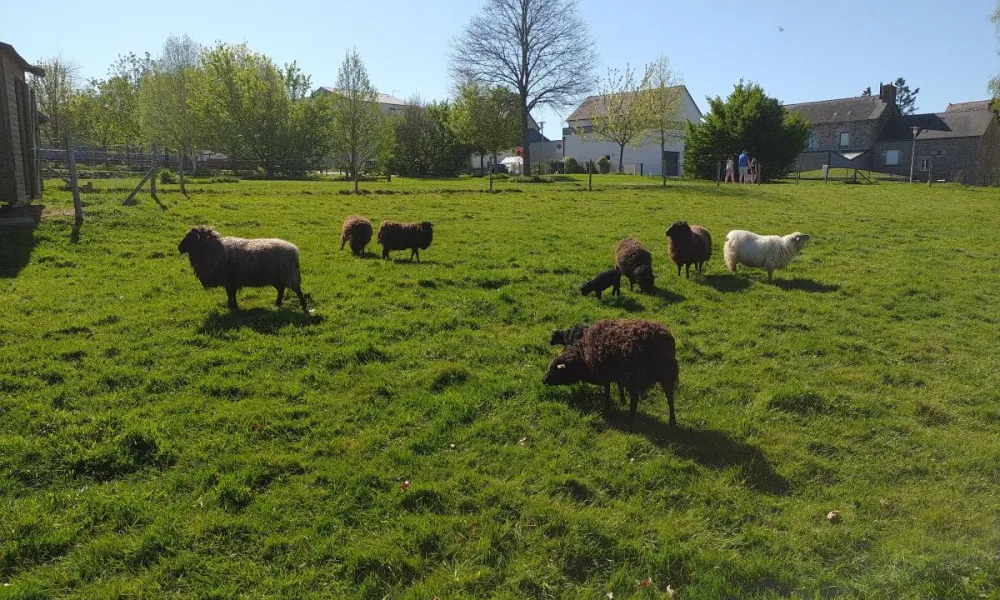ecopaturage javené ecomouton