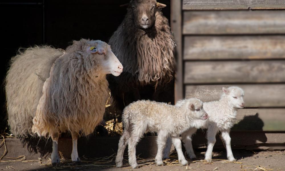 mouton-naissance