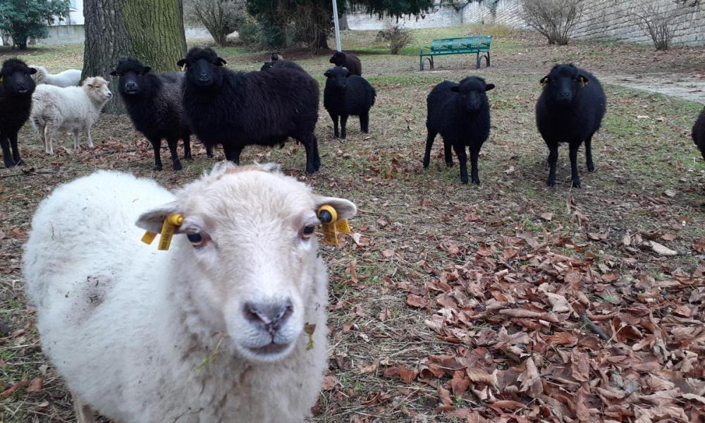 moutons écopaturage