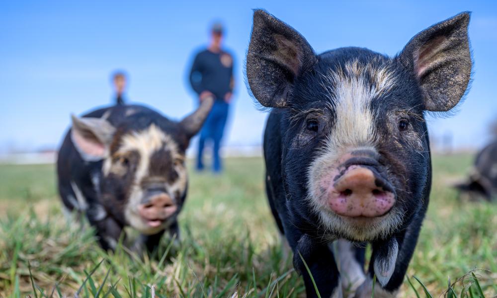 Cochons en champagne