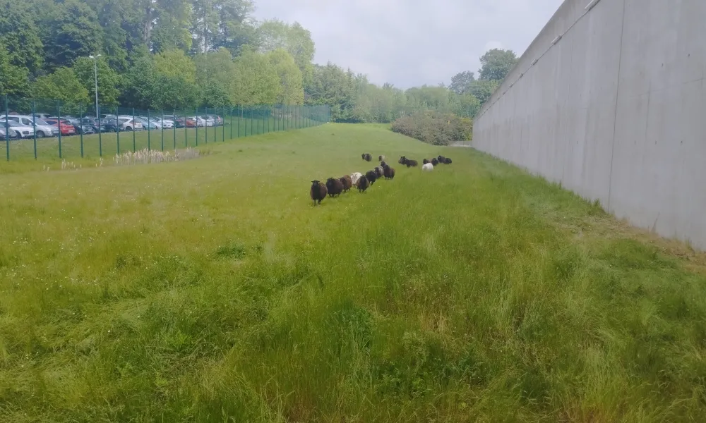 prison rennes ecopaturage