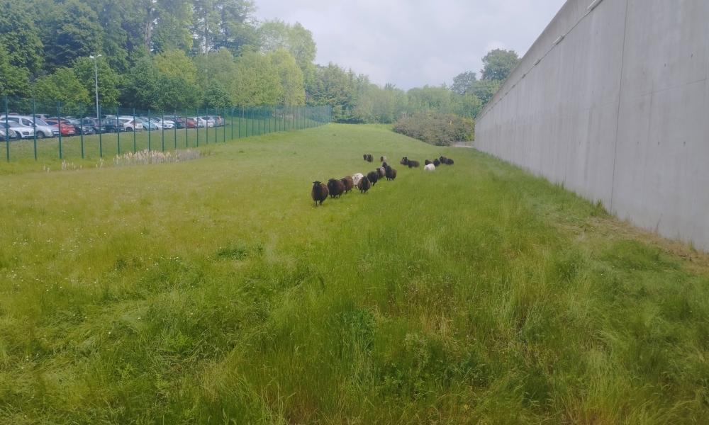 prison rennes ecopaturage