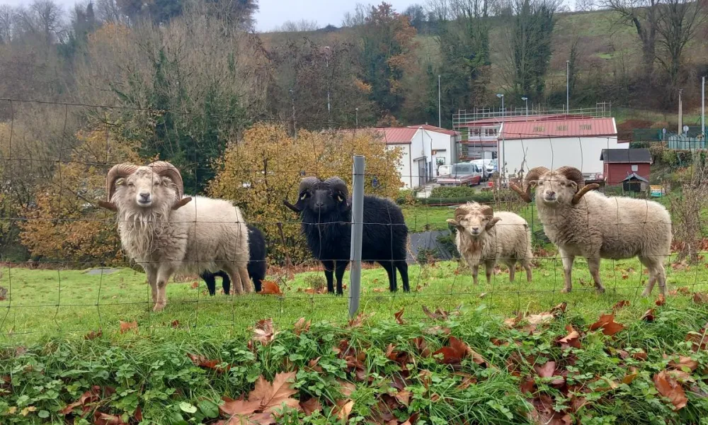 ecopaturage normandie