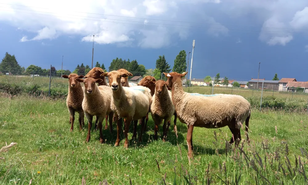 ecopaturage auvergne rhone alpes