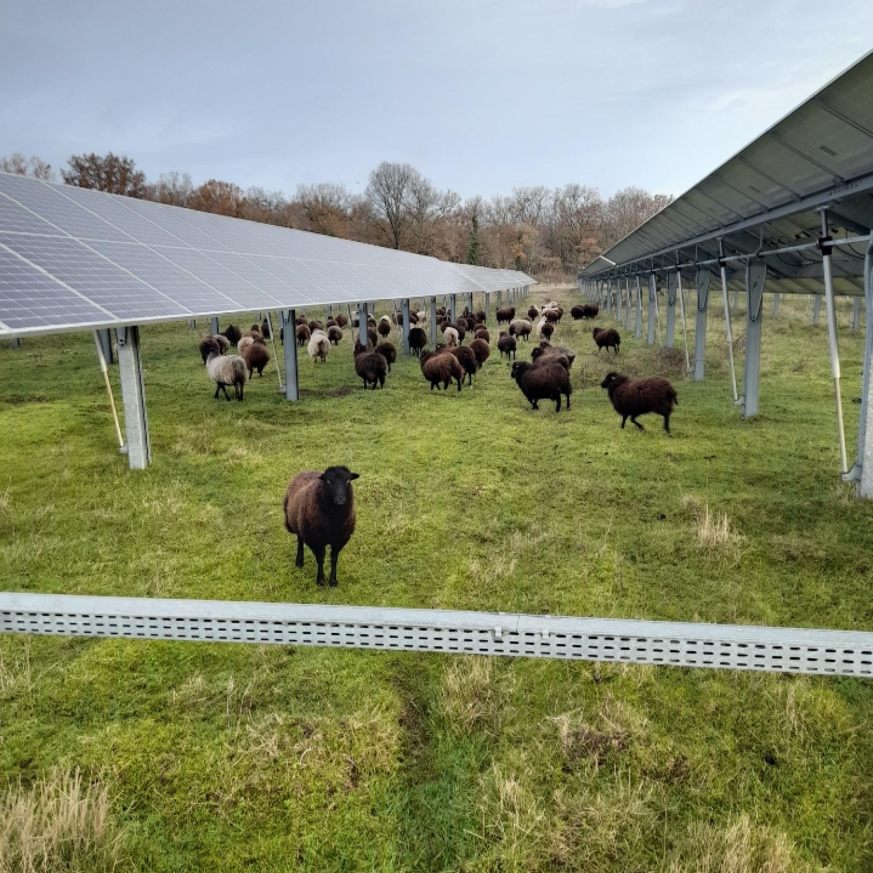Moutons sous les panneaux solaires