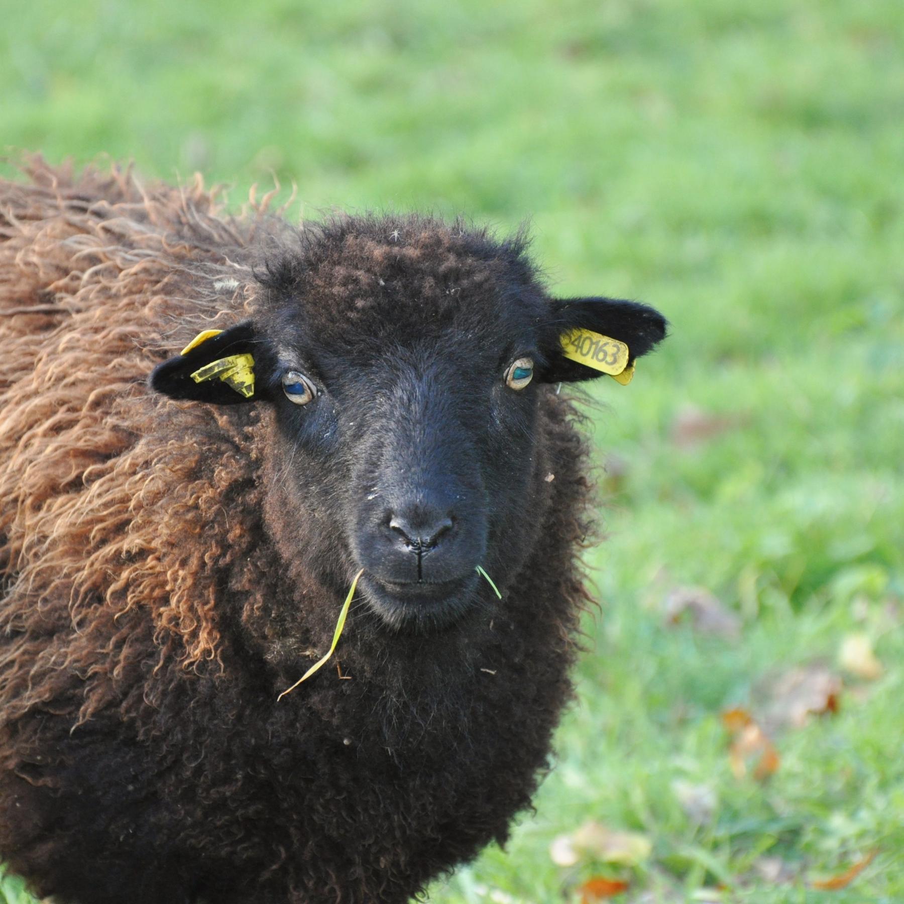 Mouton avec boucle