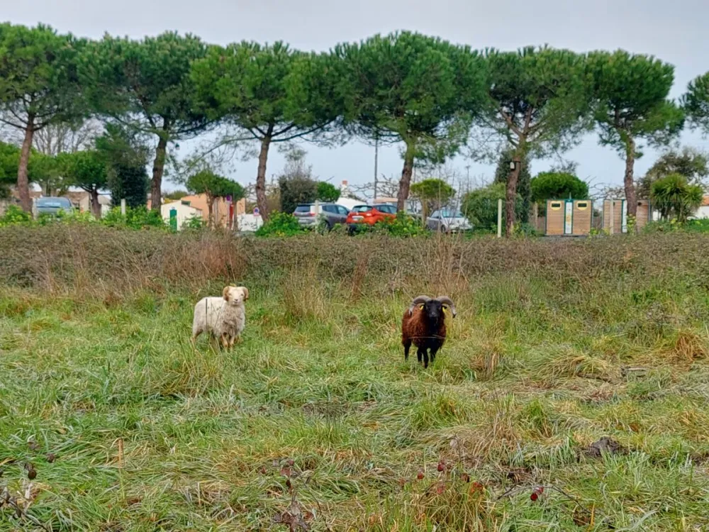 ile d'oleron ecopaturage
