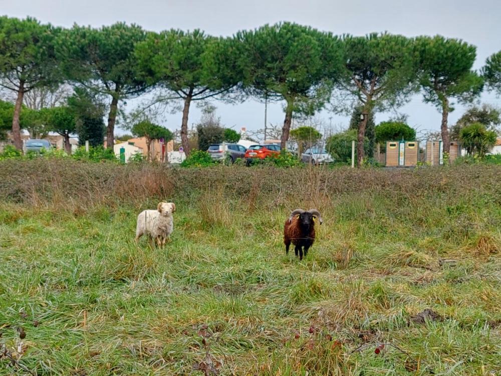 ile d'oleron ecopaturage