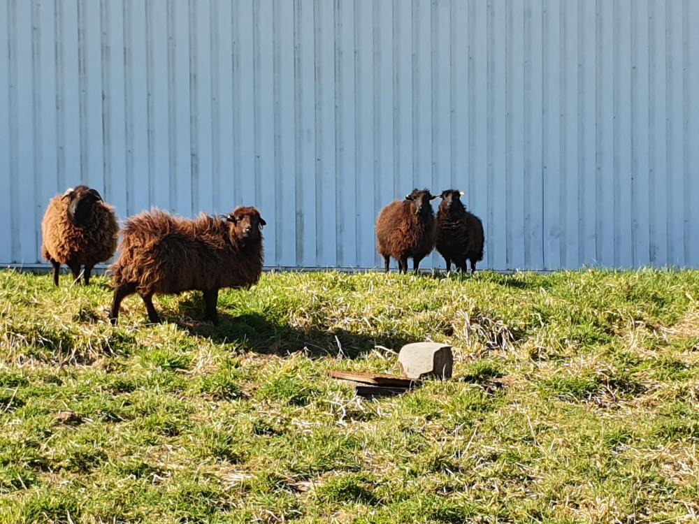 ecopaturage bourgogne