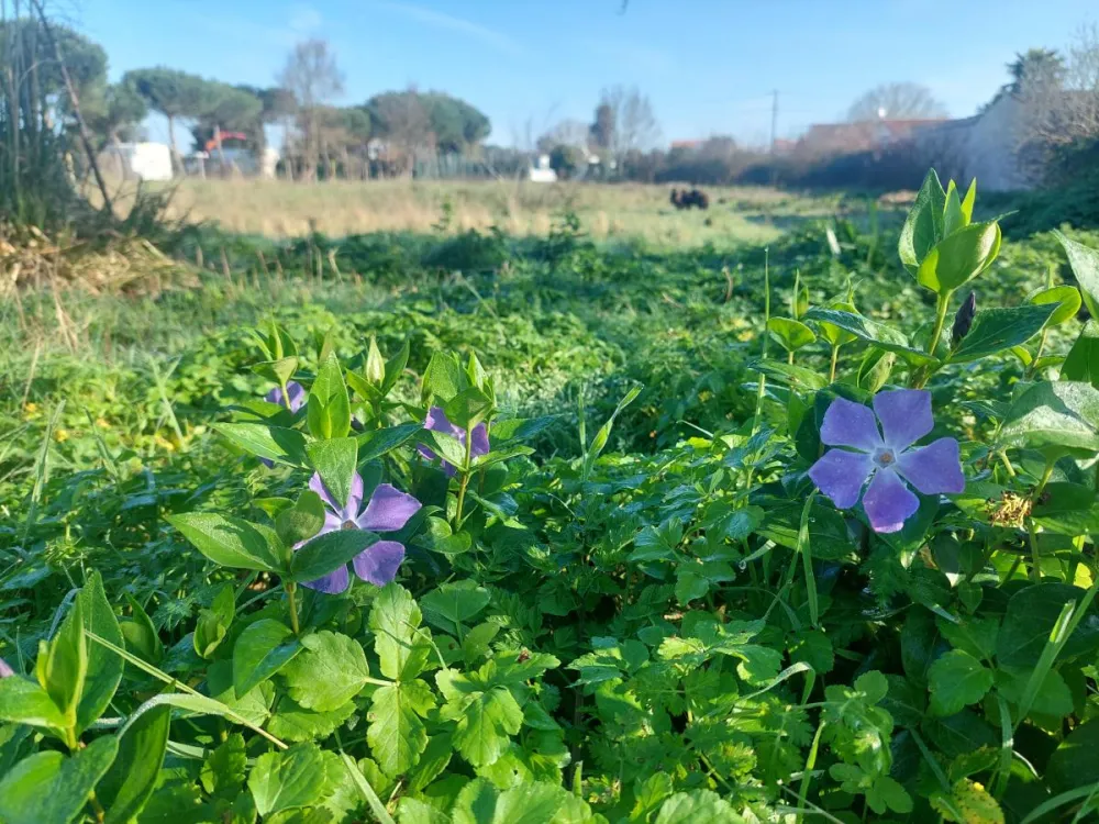 ecomouton ecopaysage ecopaturage