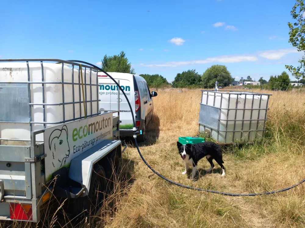 ecopaturage canicule