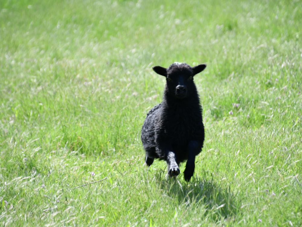 ouessant eco paturage