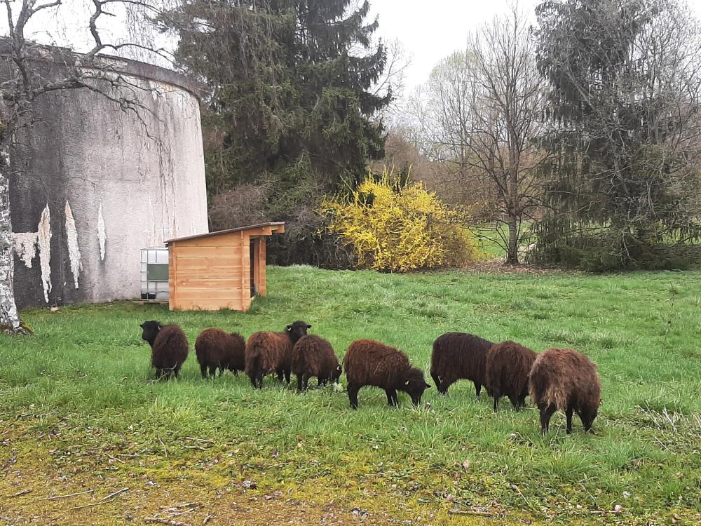 ecomouton ecopaturage