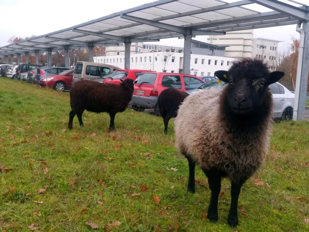 ecopaturage crous nantes
