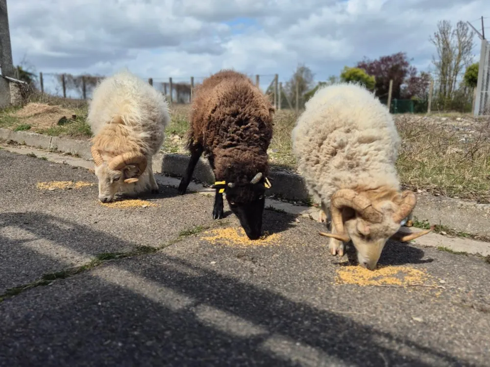 moutons