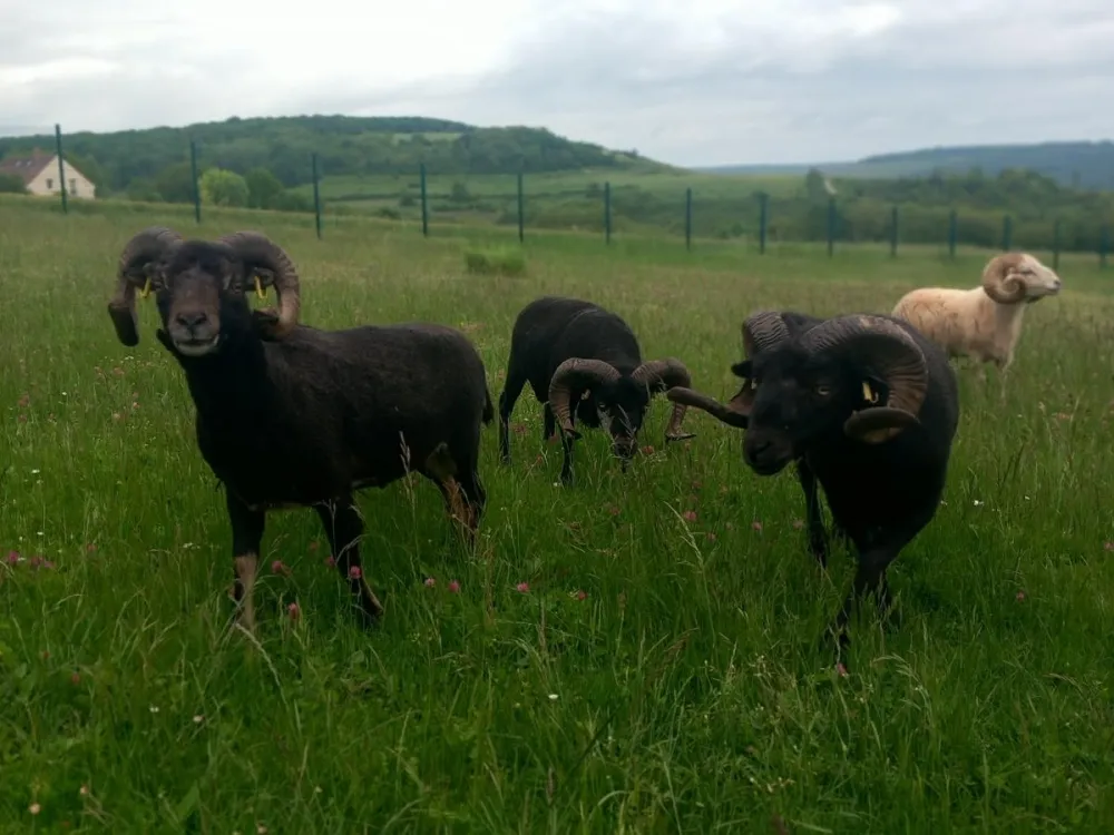 ecopatruage ecomouton hauts de france