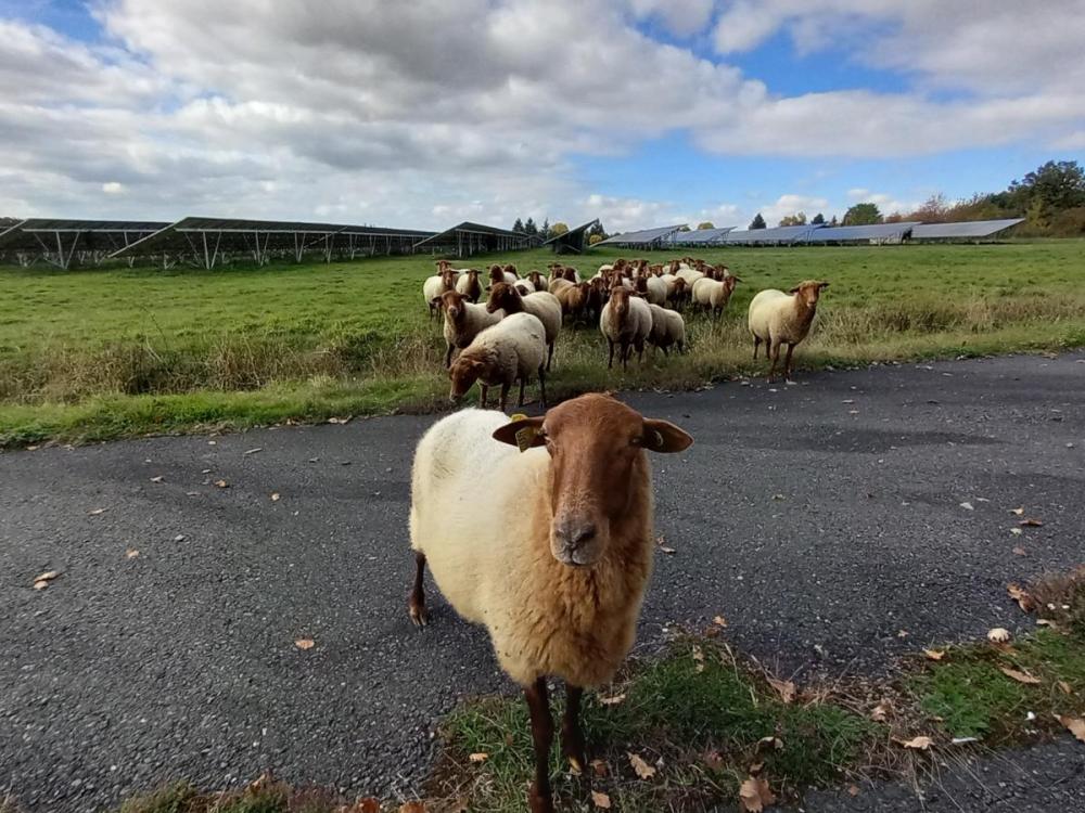 ecopaturage ecomouton