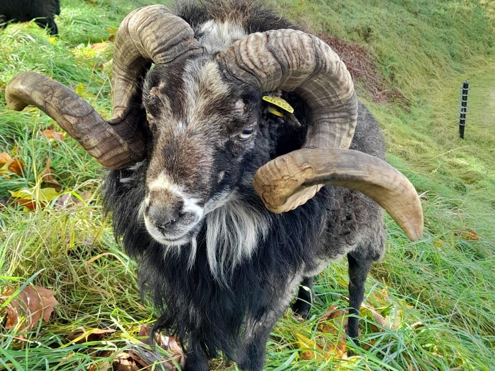 bélier ecomouton rut