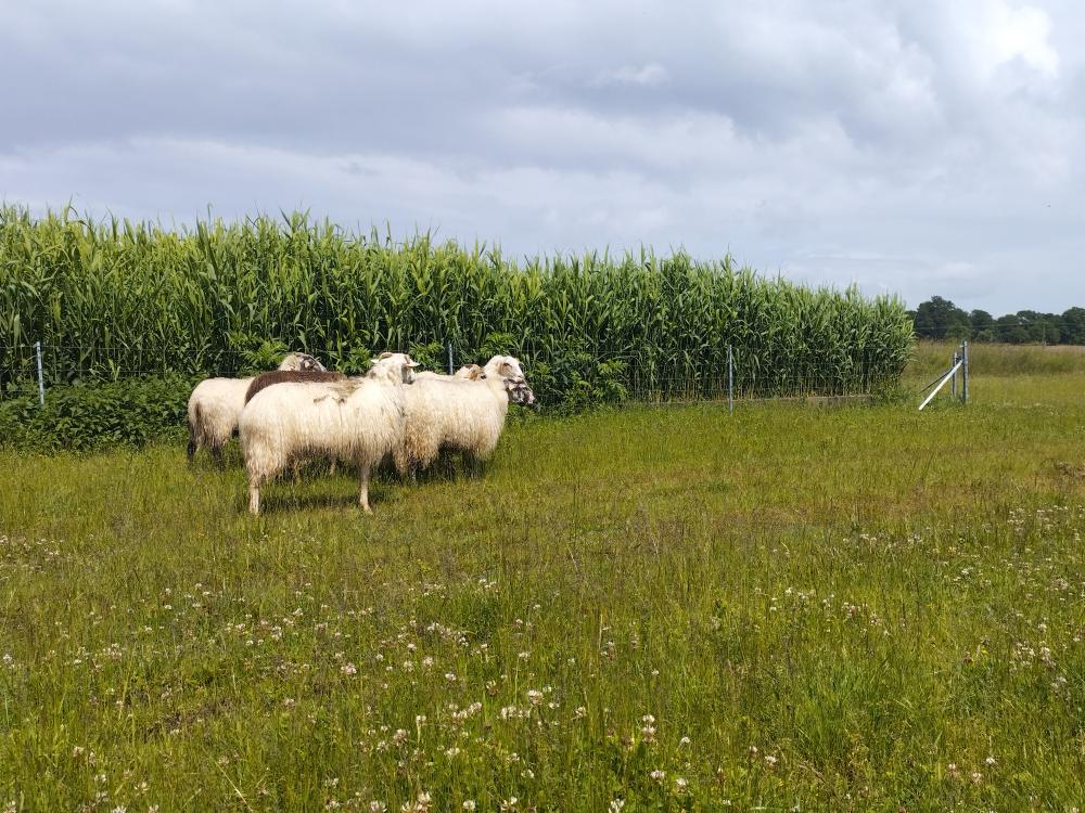 STEP mouton landais
