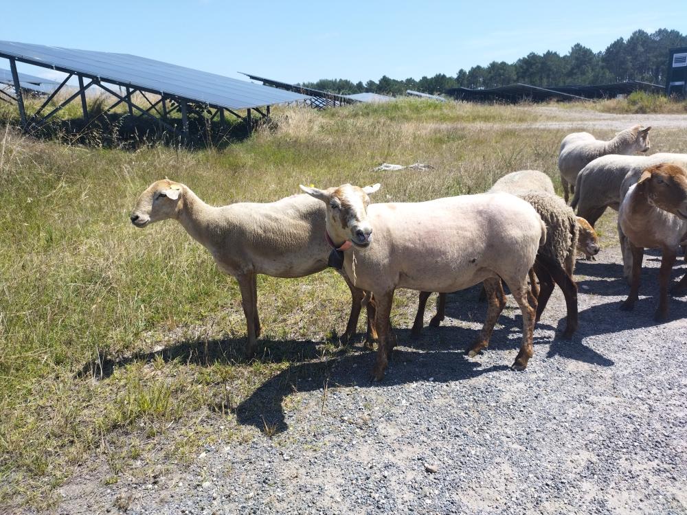 Ecopaturage moutons