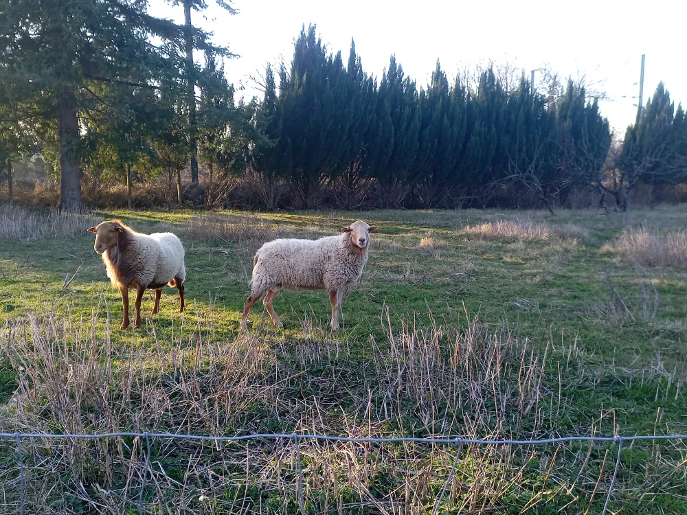 ecopaturage france