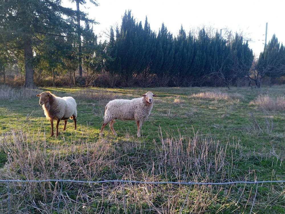 ecopaturage france