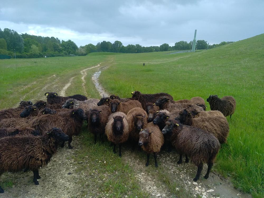ecopaturage gironde