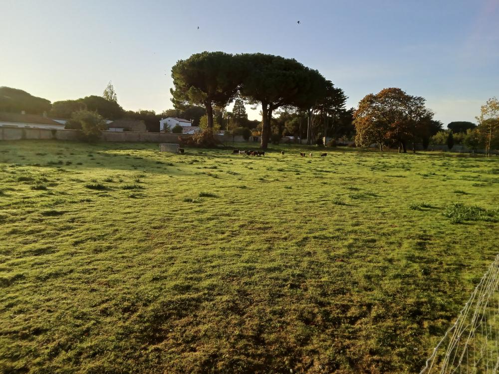 ecopaturage grand est