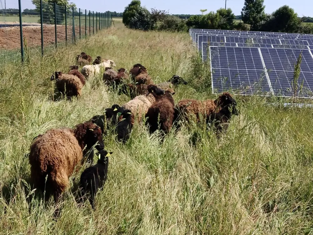 ecopaturage
