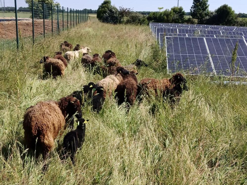 ecopaturage