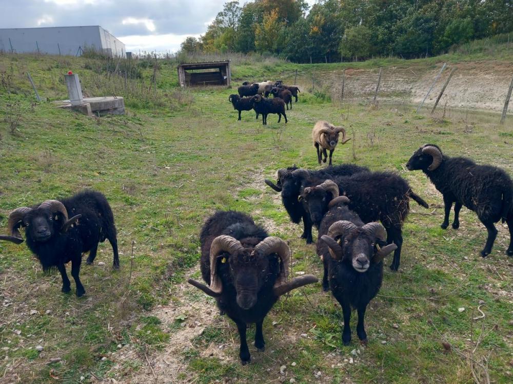 Centre-Val de Loire ecopâturage