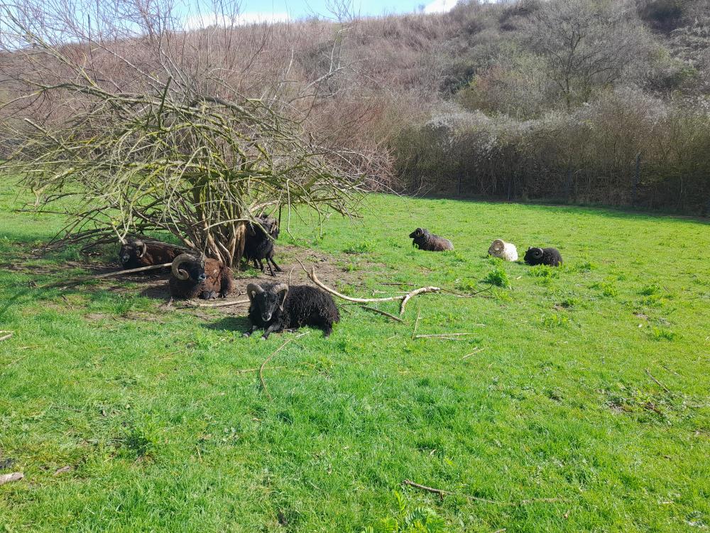 mouton médiation animale