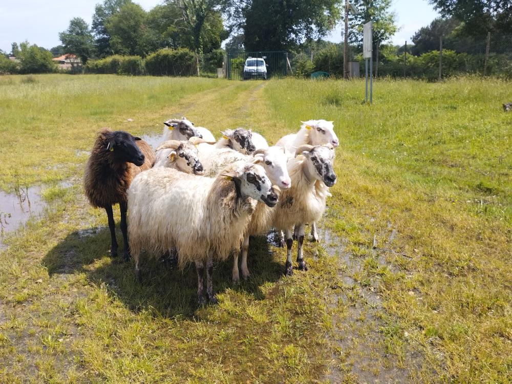 Transhumance moutons