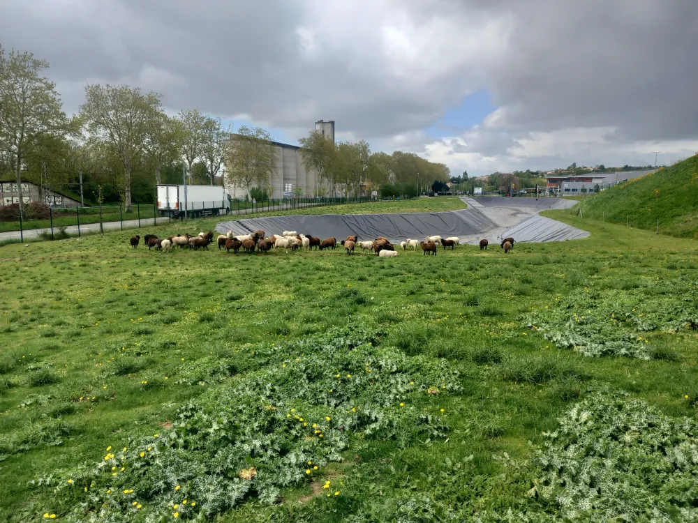 Lidl ecopaturage