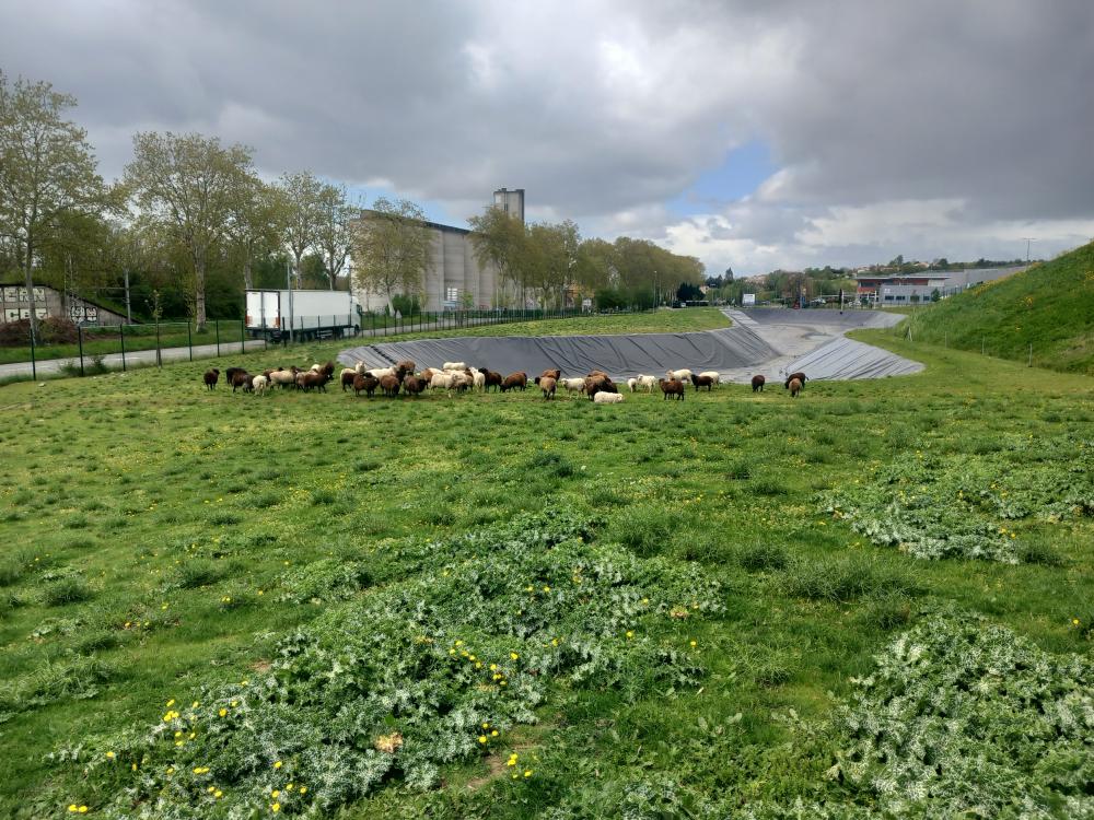 Lidl ecopaturage