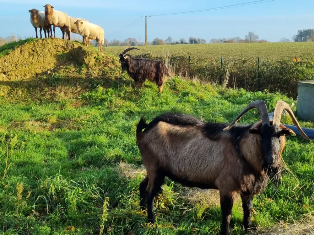 ecoaturage pays de la loire