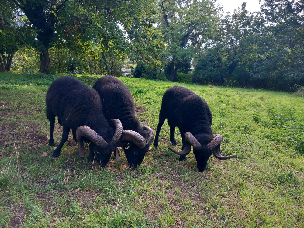 mouton ouessant