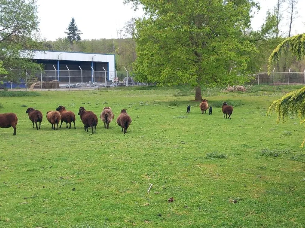 moutons en ecopaturage à Montluçon- Allier