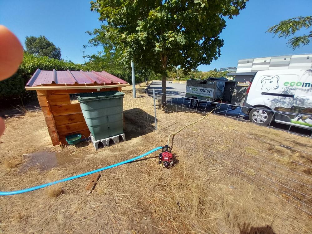 canicule ecopaturage