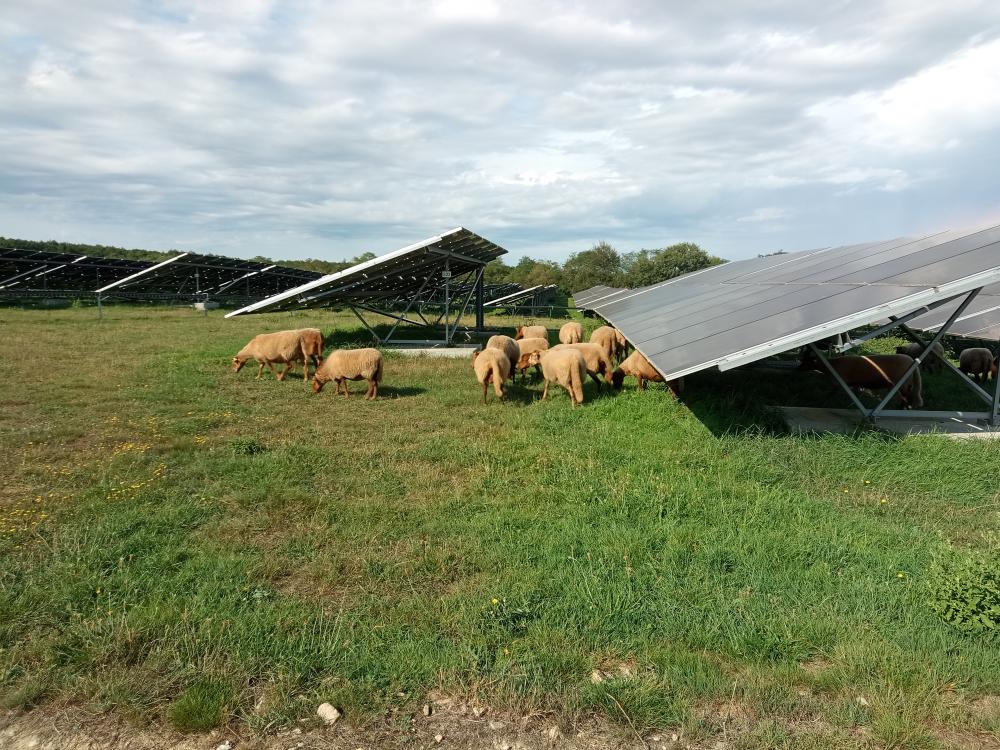 agrivoltaisme-ecopaturage