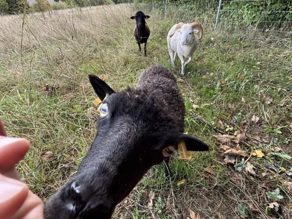 ecopaturage saison ecomouton