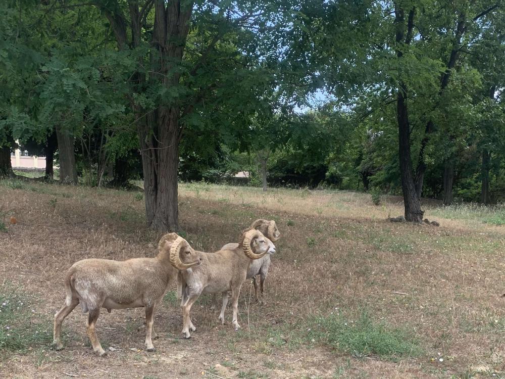 moutons ecopaturage